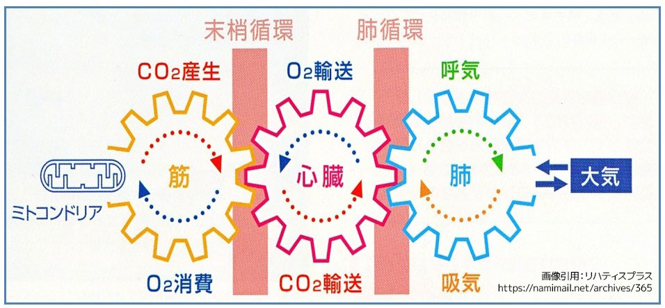 ワッサーマンの歯車イメージ図